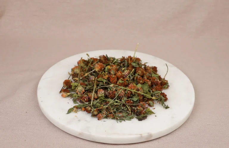 kwiat-koniczyny-dlagryzoni-krolikow