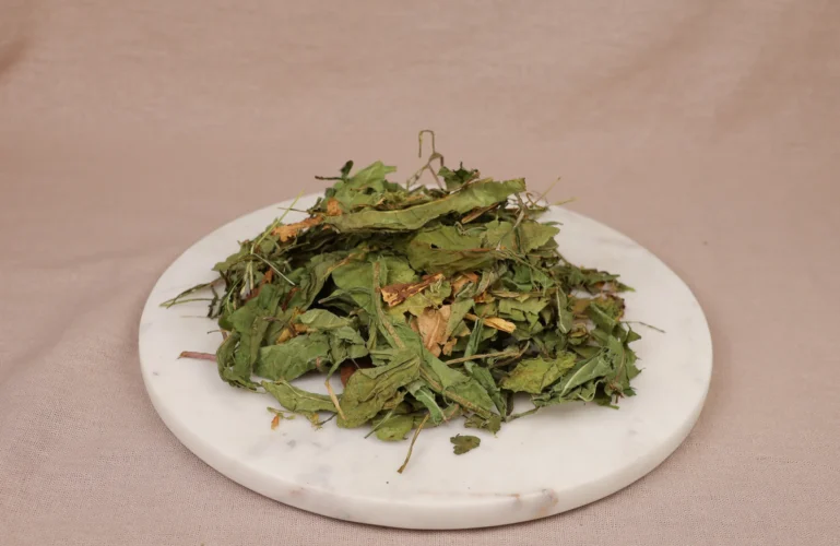 mniszek-lekarski-dla-krolikow-gryzoni